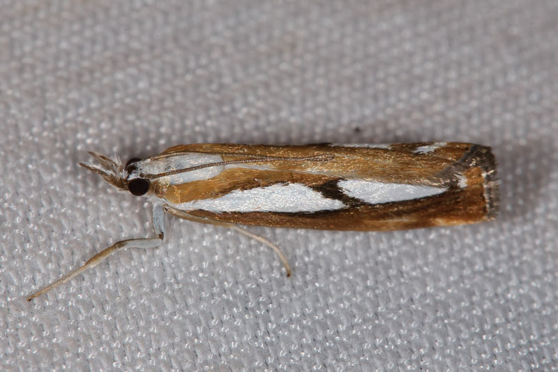 Catoptria permutatellus - kein dt. Name bekannt, Falter, Lichtfang