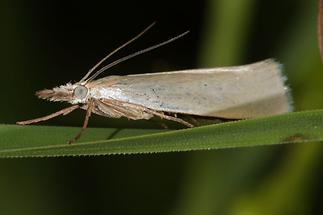 Crambus perlella - Weißer Graszünsler, Falter