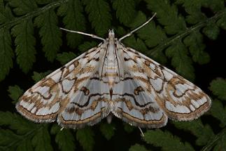 Elophila nymphaeata - Laichkraut-Zünsler, Falter