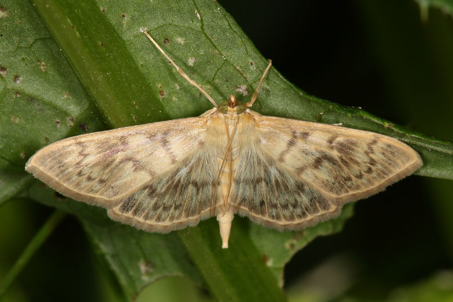 Pleuroptya ruralis - Nesselzünsler, Falter