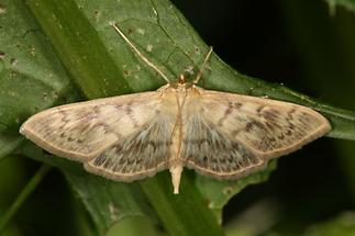 Pleuroptya ruralis - Nesselzünsler, Falter