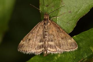 Pyrausta despicata - Olivenbrauner Zünsler, Falter