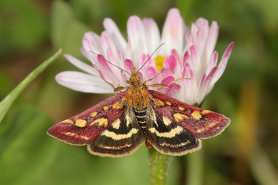 Pyrausta purpuralis - Purpurroter Zünsler, Falter