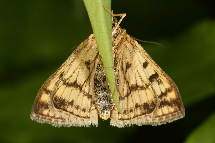 Sitochroa verticalis - kein dt. Name bekannt, Unterseite