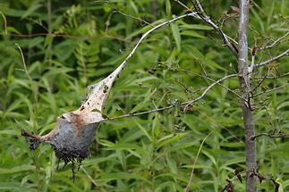 Eriogaster lanestris - Frühlings-Wollafter, Gespinstbeutel