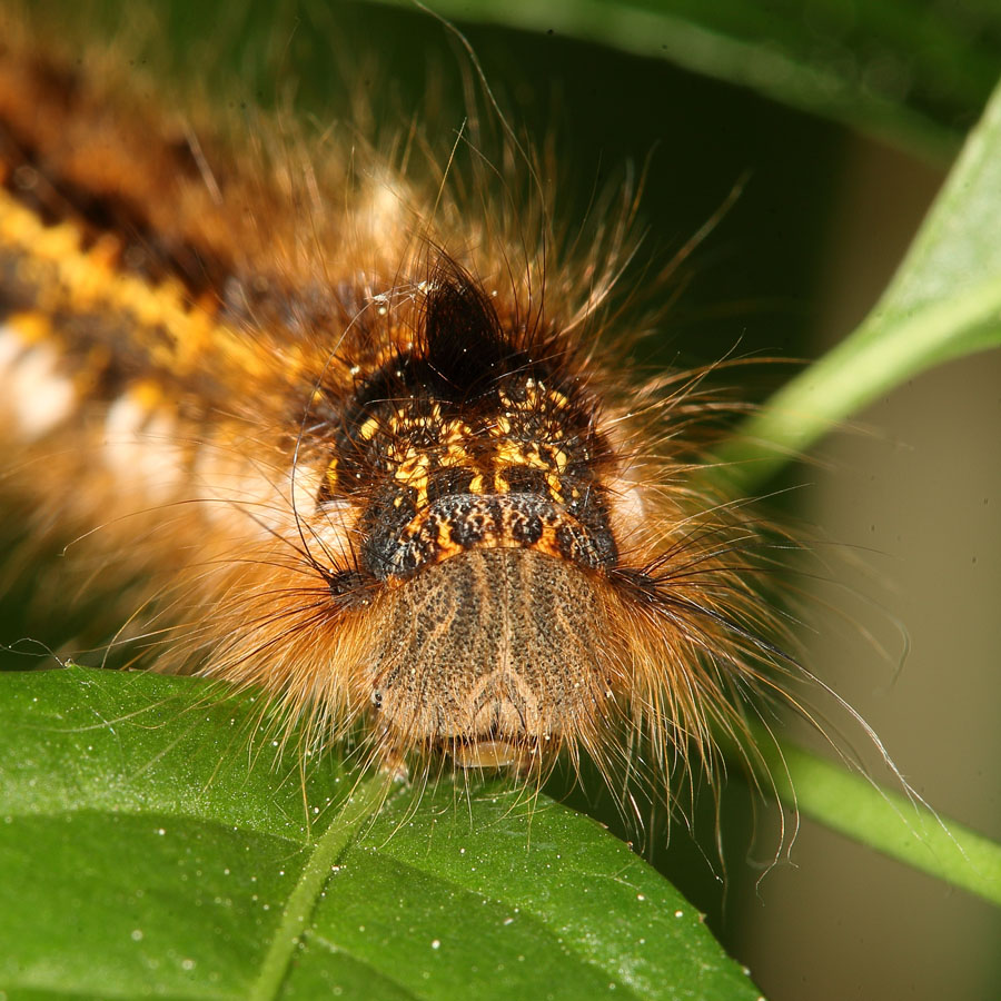 Euthrix potatoria - Grasglucke, Trinkerin, Raupenportrait