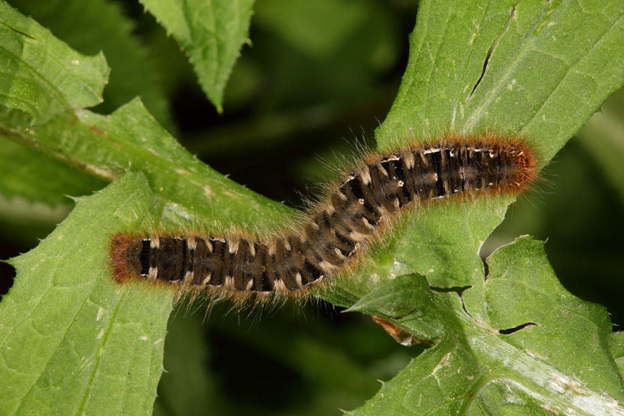 Lasiocampa quercus - Eichenspinner, Raupe