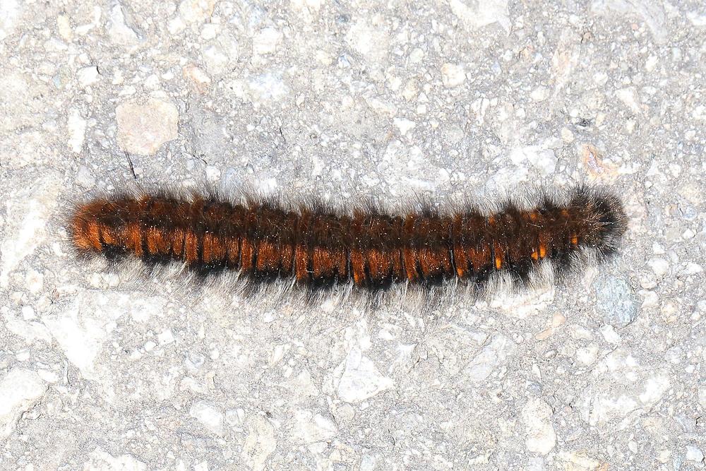 Macrothylacia rubi - Brombeerspinner, Raupe