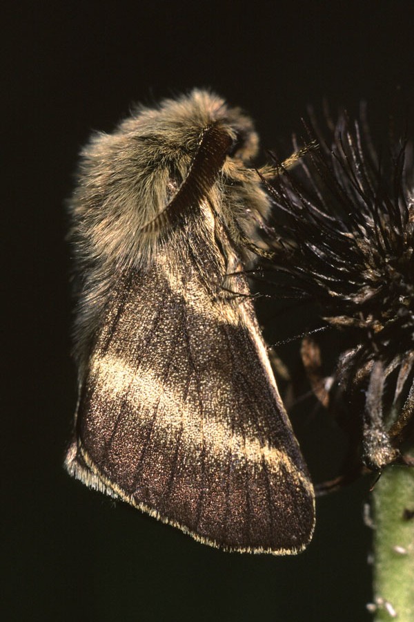 Malacosoma alpicola - Alpiner Ringelspinner, Männchen