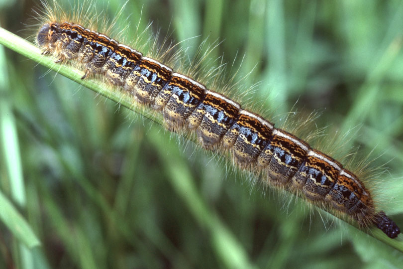 Malacosoma alpicola - Alpiner Ringelspinner, Raupe