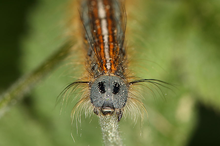 Malacosoma neustria - Ringelspinner, Raupenportrait