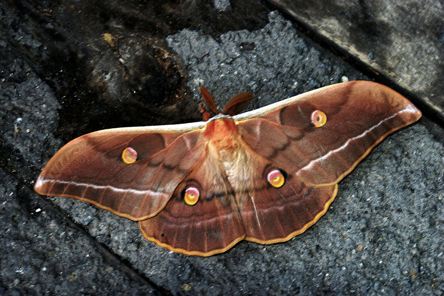 Antheraea yamamai - Japanischer Eichenseidenspinner, Männchen