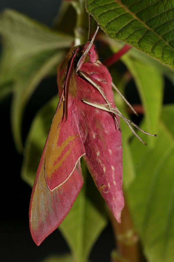 Deilephila elpenor - Mittlerer Weinschwärmer, Falter