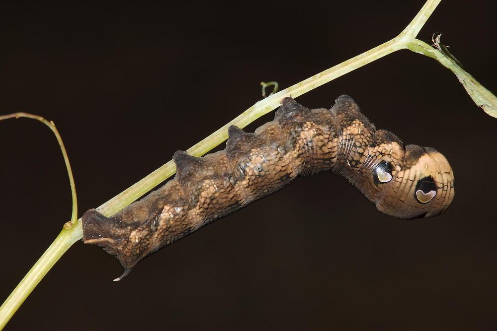 Deilephila elpenor - Mittlerer Weinschwärmer, Raupe