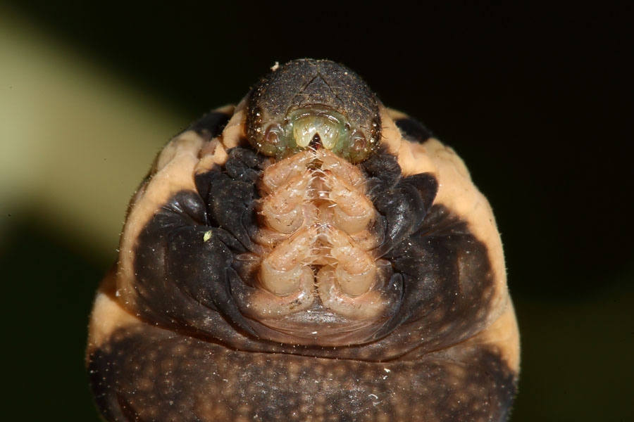 Deilephila elpenor - Mittlerer Weinschwärmer, Raupenportrait