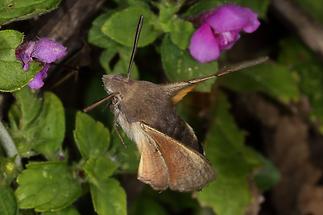 Macroglossum stellatarum - Taubenschwänzchen, Falter (2)