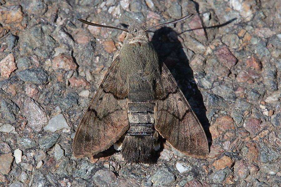 Macroglossum stellatarum - Taubenschwänzchen