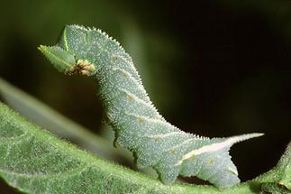 Smerinthus ocellata - Abendpfauenauge, Raupe