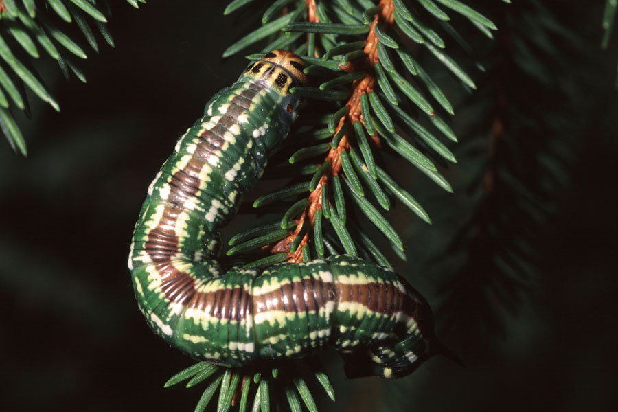 Sphinx pinastri - Kiefernschwärmer, Raupe