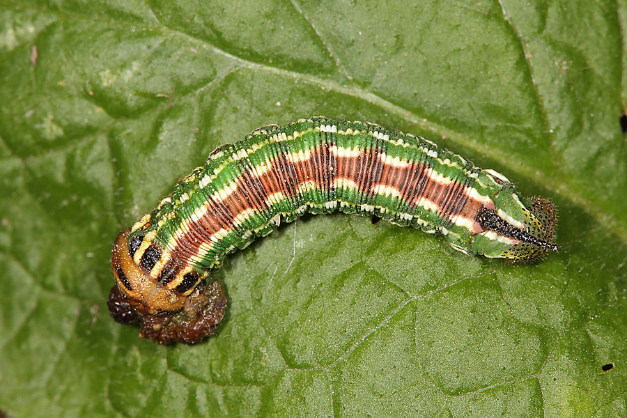 Sphinx pinastri - Kiefernschwärmer, Raupe