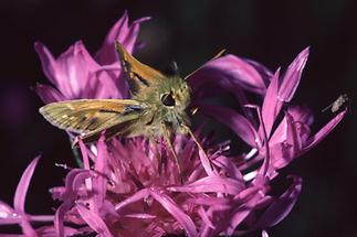 Hesperia comma - Komma-Dickkopffalter, Falter (2)