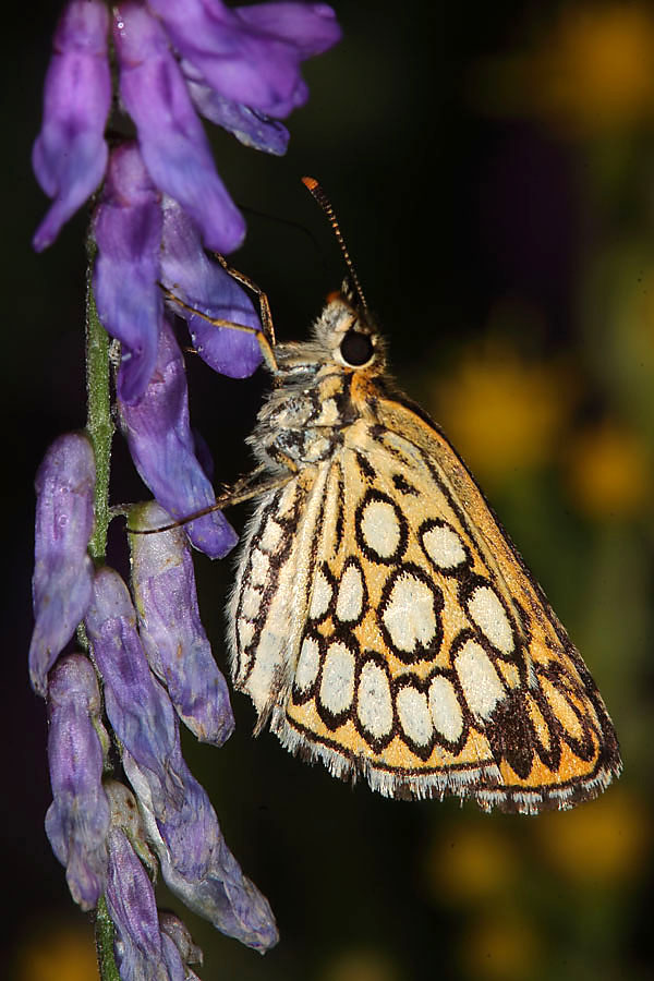 Heteropterus morpheus - Spiegelfleck-Dickkopffalter, Falter Unterseite