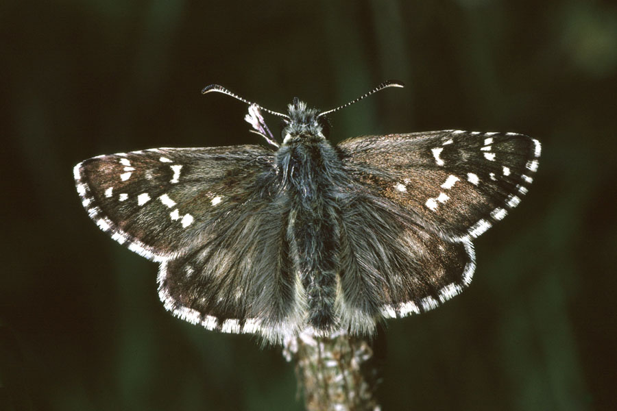 Pyrgus alveus - Sonnenröschen-Würfel-Dickkopffalter, Falter