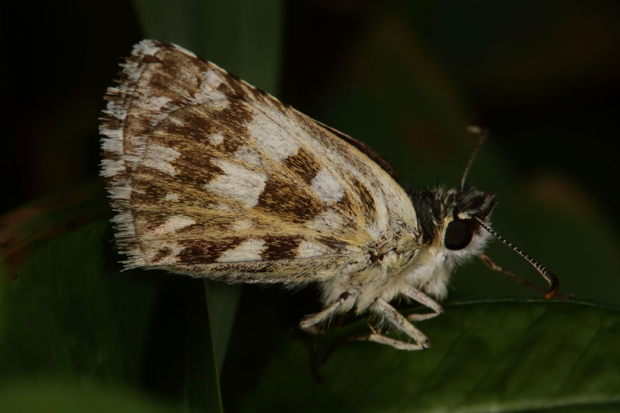 Pyrgus alveus - Sonnenröschen-Würfel-Dickkopffalter, Falter