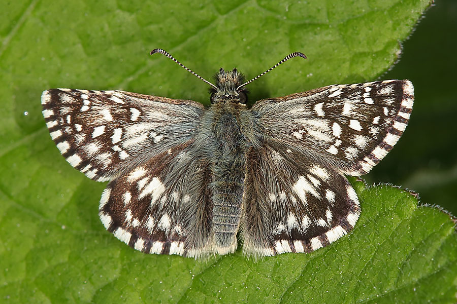 Pyrgus malvae - Kleiner Würfel-Dickkopffalter, Falter