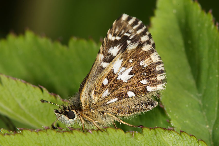 Pyrgus malvae - Kleiner Würfel-Dickkopffalter, Falter