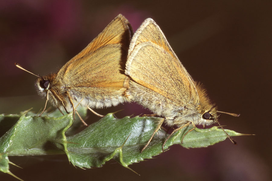Thymelicus sylvestris - Braunkolbiger Braundickkopffalter, Paar
