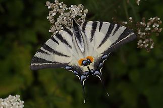 Iphiclides podalirius - Segelfalter, Falter (1)