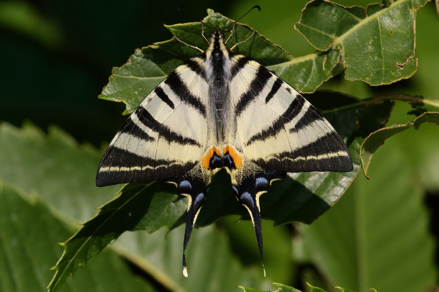 Iphiclides podalirius - Segelfalter, Falter