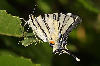 Iphiclides podalirius - Segelfalter, Falter (3)