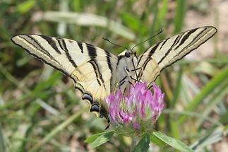 Iphiclides posalirius - Segelfalter, Falter (4)