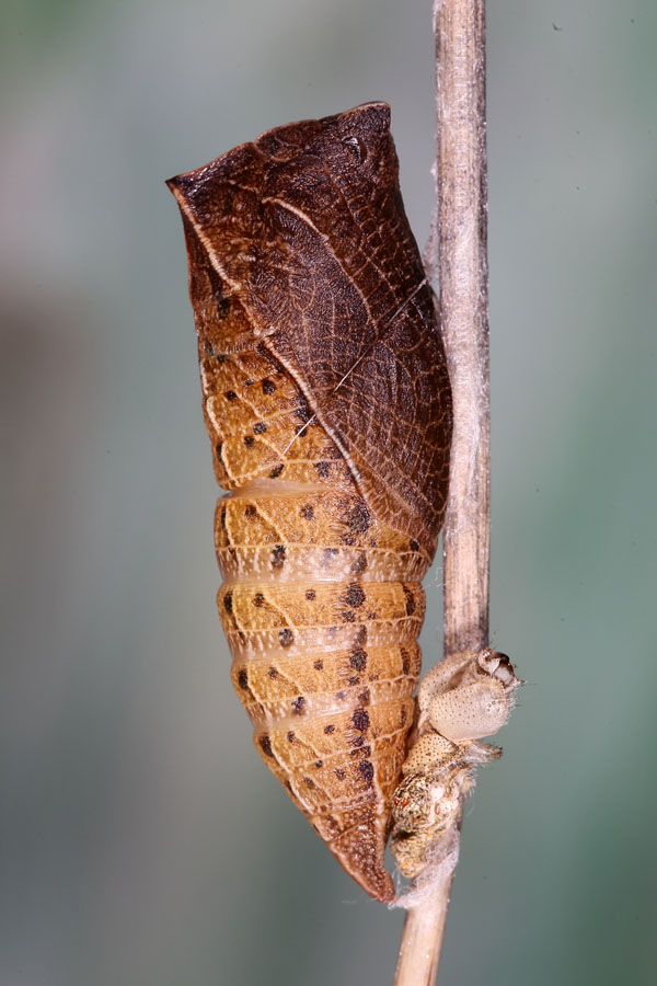 Iphiclides podalirius - Segelfalter, Puppe