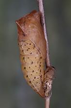 Iphiclides podalirius - Segelfalter, frische Puppe