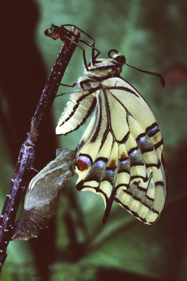 Papilio machaon - Schwalbenschwanz, Falter frisch geschlüpft
