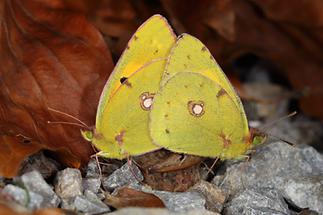 Colias croceus - Postillion, Paar