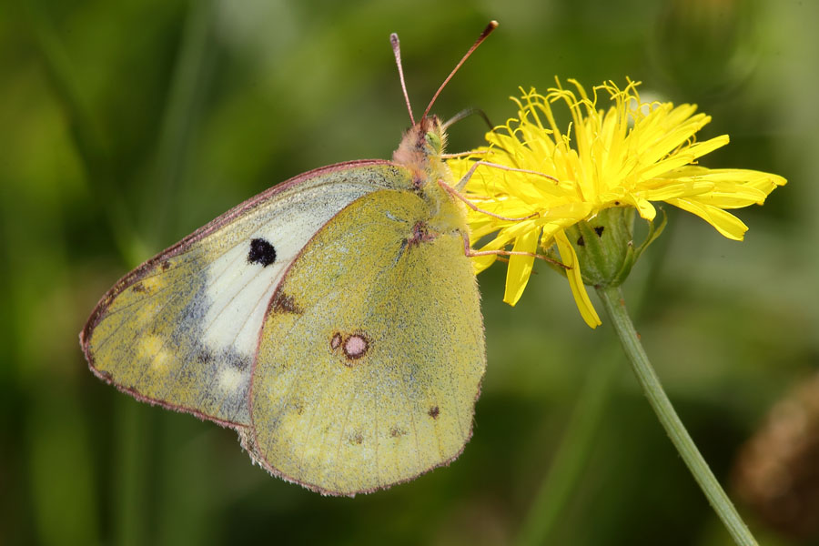 Colias hyale - Weißklee-Gelbling, Goldene Acht, Weibchen