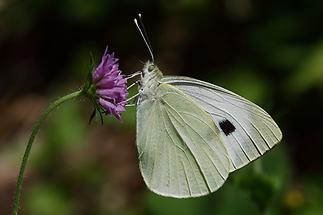 Pieris brassicae - Großer Kohlweißling, Männchen