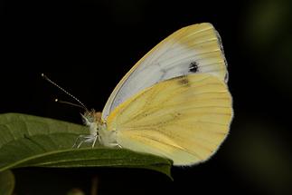 Pieris napi - Rapsweißling, Grünaderweißling, Falter