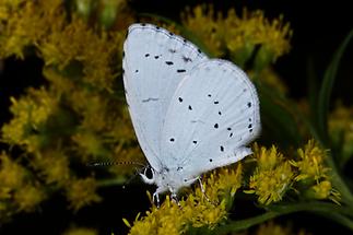 Celestrina argiolus - Faulbaumbläuling, Falter