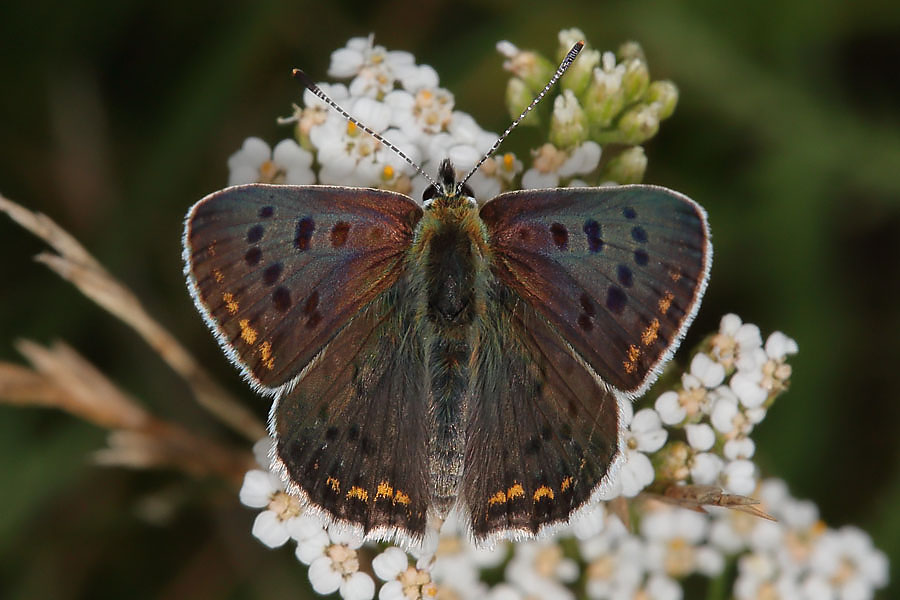 Lycaena tityrus - Brauner Feuerfalter, Männchen