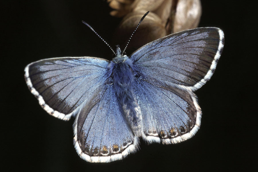 Polyommatus coridon - Silbergrüner Bläuling, Insekt des Jahres 2015