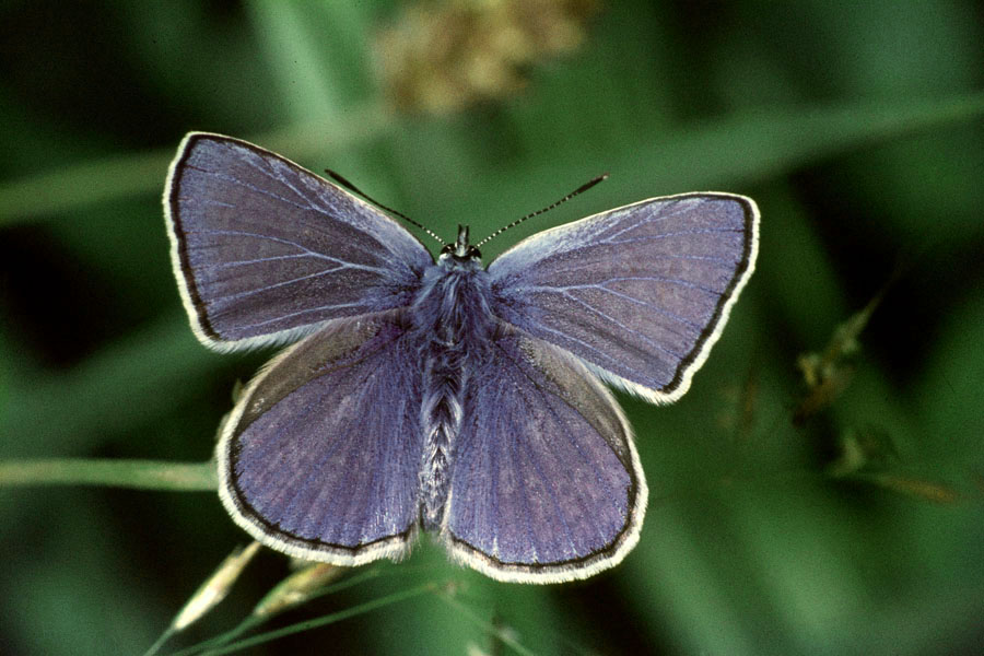 Polyommatus icarus - Hauhechel-Bläuling, Falter