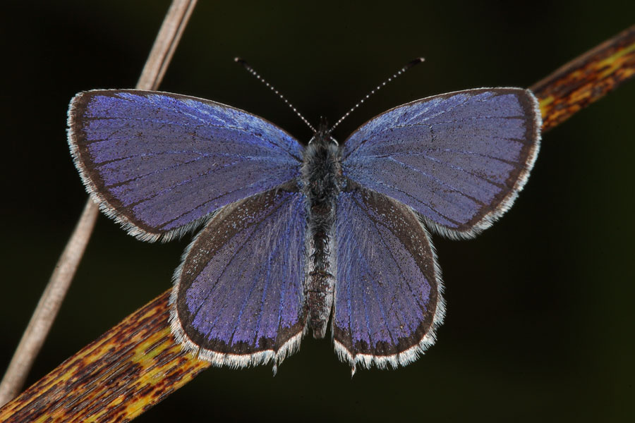 Polyommatus semiargus - Rotklee-Bläuling, Falter