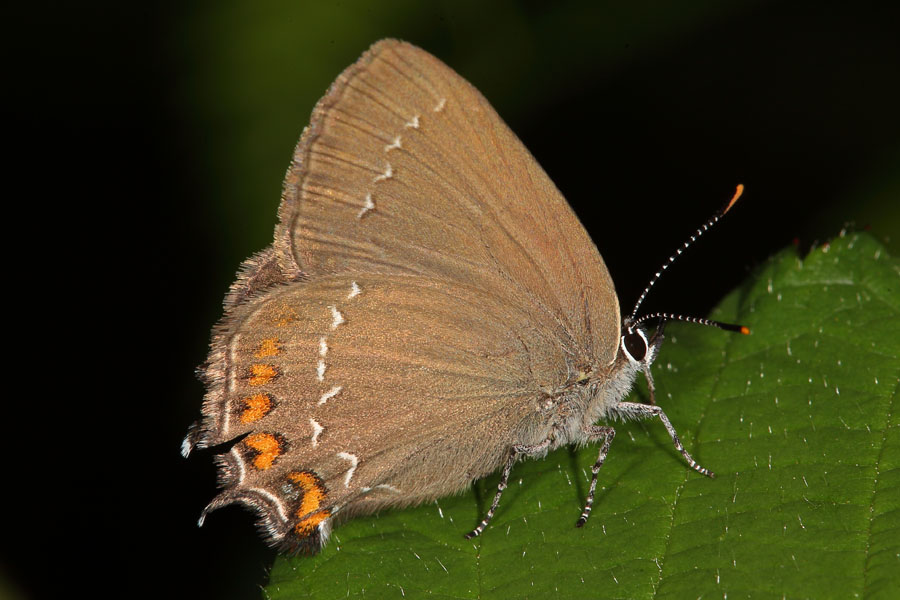 Satyrum ilicis - Brauner Eichenzipfelfalter, Falter