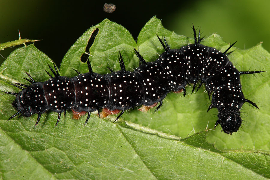 Aglais io - Tagpfauenauge, erwachsene Raupe