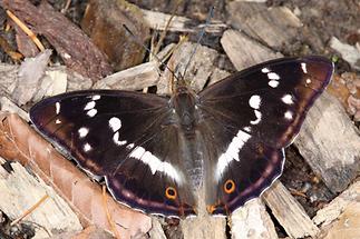 Apatura iris - Großer Schillerfalter, Falter Oberseite